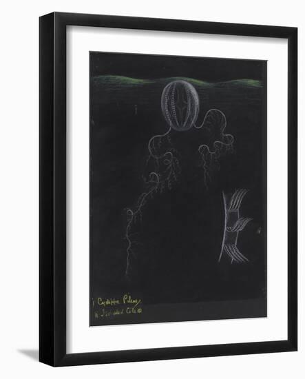 Cydippe Pileus: Sea Gooseberry-Philip Henry Gosse-Framed Giclee Print