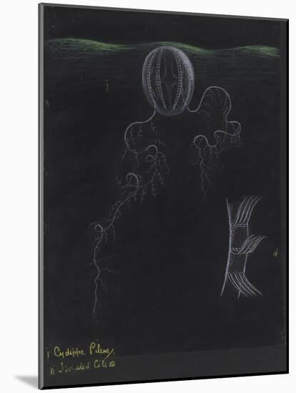 Cydippe Pileus: Sea Gooseberry-Philip Henry Gosse-Mounted Giclee Print