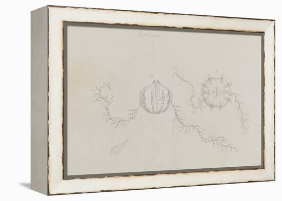 Cydippe: Sea Gooseberry-Philip Henry Gosse-Framed Premier Image Canvas