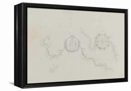 Cydippe: Sea Gooseberry-Philip Henry Gosse-Framed Premier Image Canvas