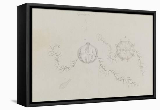 Cydippe: Sea Gooseberry-Philip Henry Gosse-Framed Premier Image Canvas