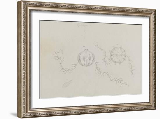 Cydippe: Sea Gooseberry-Philip Henry Gosse-Framed Giclee Print