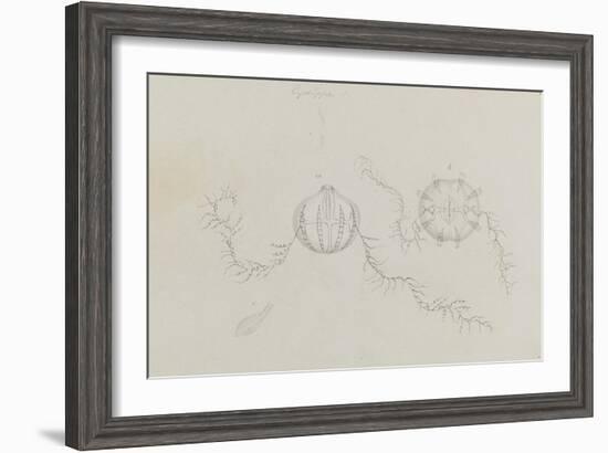 Cydippe: Sea Gooseberry-Philip Henry Gosse-Framed Giclee Print