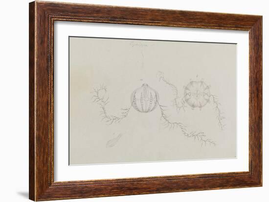 Cydippe: Sea Gooseberry-Philip Henry Gosse-Framed Giclee Print