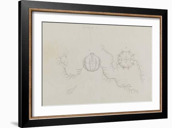 Cydippe: Sea Gooseberry-Philip Henry Gosse-Framed Giclee Print