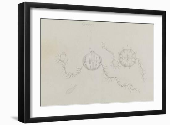 Cydippe: Sea Gooseberry-Philip Henry Gosse-Framed Giclee Print