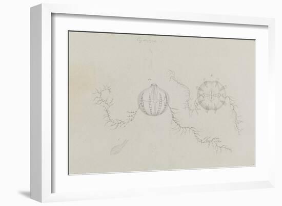 Cydippe: Sea Gooseberry-Philip Henry Gosse-Framed Giclee Print