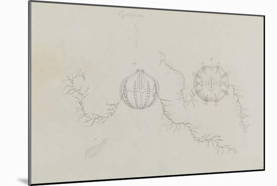 Cydippe: Sea Gooseberry-Philip Henry Gosse-Mounted Giclee Print