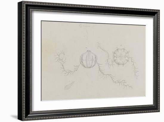 Cydippe: Sea Gooseberry-Philip Henry Gosse-Framed Giclee Print