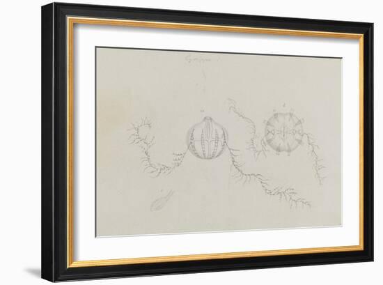 Cydippe: Sea Gooseberry-Philip Henry Gosse-Framed Giclee Print