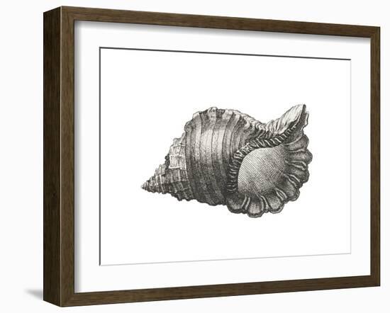 Cymatium Parthenopeum-The Vintage Collection-Framed Art Print