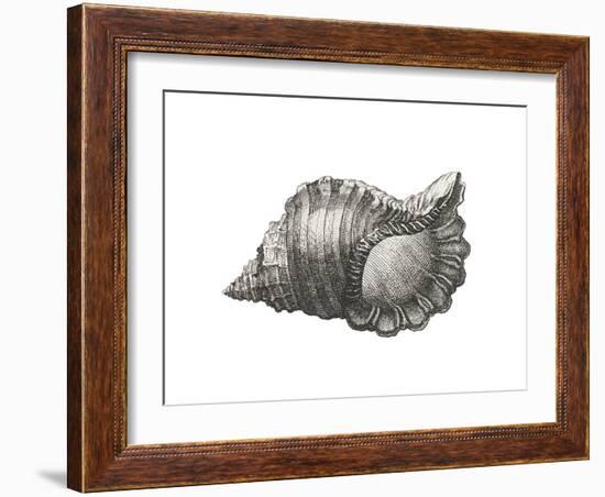 Cymatium Parthenopeum-The Vintage Collection-Framed Art Print