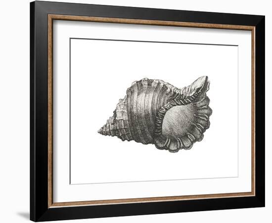 Cymatium Parthenopeum-The Vintage Collection-Framed Art Print