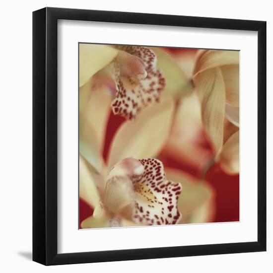 Cymbidium Flow I-Jane-Ann Butler-Framed Giclee Print