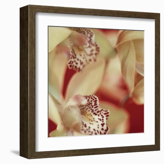 Cymbidium Flow I-Jane-Ann Butler-Framed Giclee Print