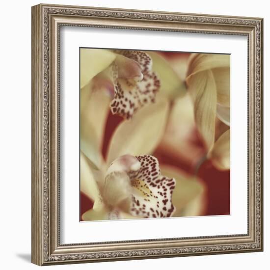 Cymbidium Flow I-Jane-Ann Butler-Framed Giclee Print