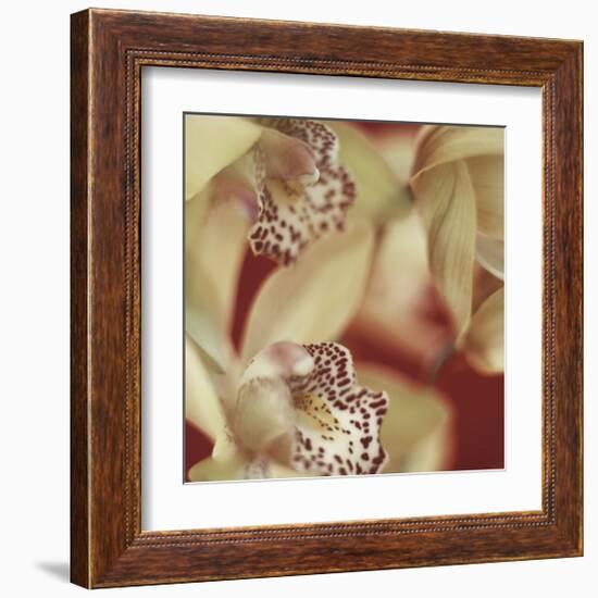 Cymbidium Flow I-Jane-Ann Butler-Framed Giclee Print