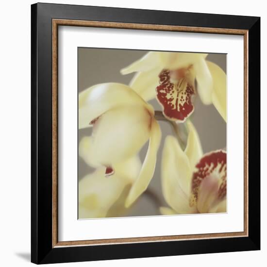 Cymbidium Flow II-Jane-Ann Butler-Framed Giclee Print