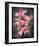 Cymbidium Orchid Bright Pink-Igor Maloratsky-Framed Art Print