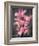 Cymbidium Orchid Bright Pink-Igor Maloratsky-Framed Art Print