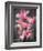 Cymbidium Orchid Bright Pink-Igor Maloratsky-Framed Art Print