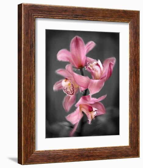 Cymbidium Orchid Bright Pink-Igor Maloratsky-Framed Art Print