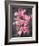 Cymbidium Orchid Bright Pink-Igor Maloratsky-Framed Art Print