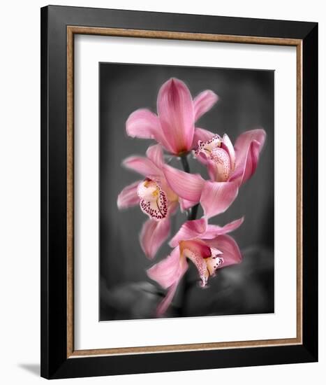 Cymbidium Orchid Bright Pink-Igor Maloratsky-Framed Art Print