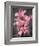 Cymbidium Orchid Bright Pink-Igor Maloratsky-Framed Art Print