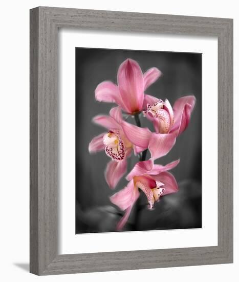 Cymbidium Orchid Bright Pink-Igor Maloratsky-Framed Art Print