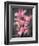 Cymbidium Orchid Bright Pink-Igor Maloratsky-Framed Art Print