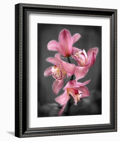 Cymbidium Orchid Bright Pink-Igor Maloratsky-Framed Art Print