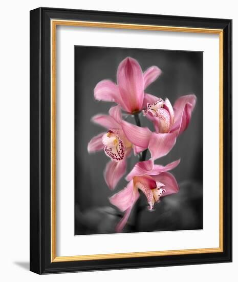 Cymbidium Orchid Bright Pink-Igor Maloratsky-Framed Art Print