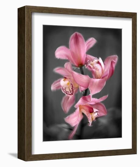 Cymbidium Orchid Bright Pink-Igor Maloratsky-Framed Art Print