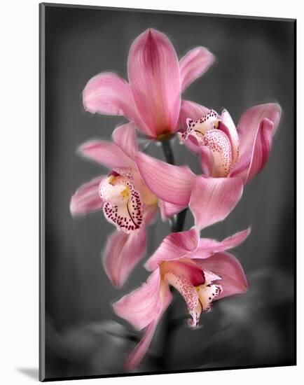 Cymbidium Orchid Bright Pink-Igor Maloratsky-Mounted Art Print