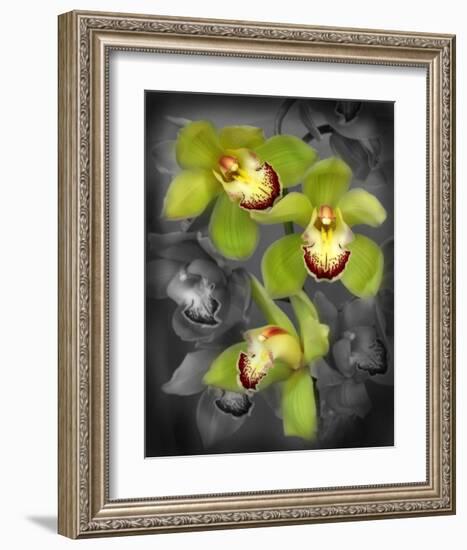 Cymbidium Orchid Green-Igor Maloratsky-Framed Art Print