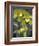 Cymbidium Orchid Green-Igor Maloratsky-Framed Art Print