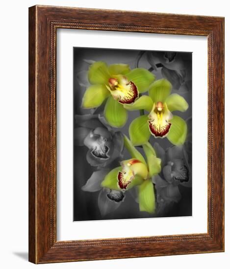 Cymbidium Orchid Green-Igor Maloratsky-Framed Art Print