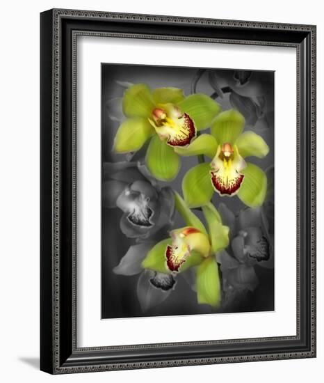 Cymbidium Orchid Green-Igor Maloratsky-Framed Art Print