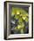 Cymbidium Orchid Green-Igor Maloratsky-Framed Art Print