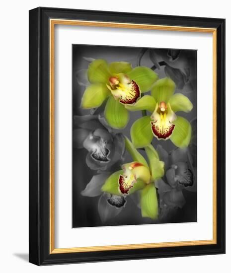 Cymbidium Orchid Green-Igor Maloratsky-Framed Art Print