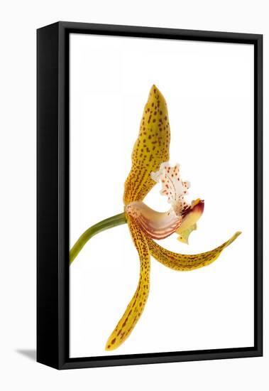 Cymbidium Tracyanum 2-Fabio Petroni-Framed Premier Image Canvas