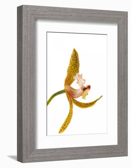 Cymbidium Tracyanum 2-Fabio Petroni-Framed Photographic Print