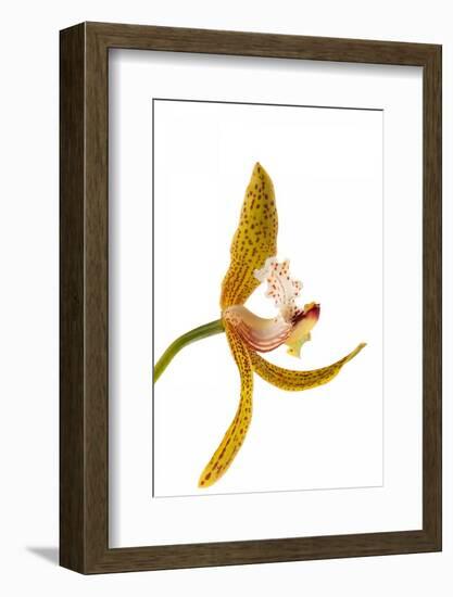 Cymbidium Tracyanum 2-Fabio Petroni-Framed Photographic Print