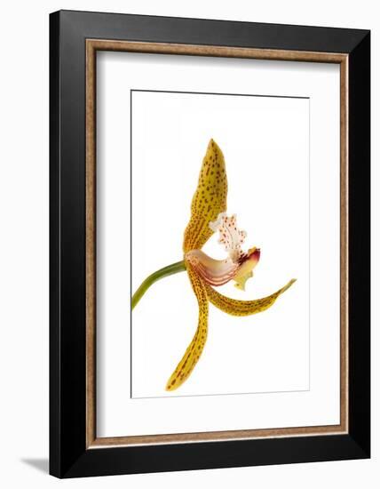 Cymbidium Tracyanum 2-Fabio Petroni-Framed Photographic Print