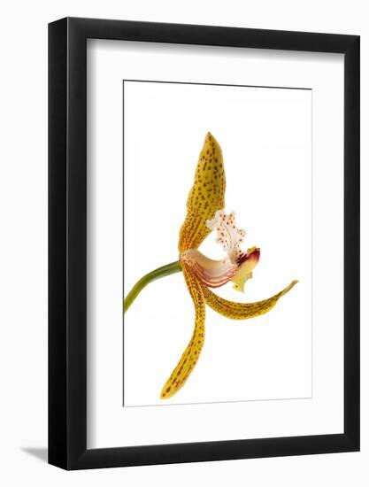 Cymbidium Tracyanum 2-Fabio Petroni-Framed Photographic Print