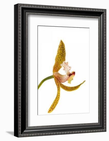 Cymbidium Tracyanum 2-Fabio Petroni-Framed Photographic Print