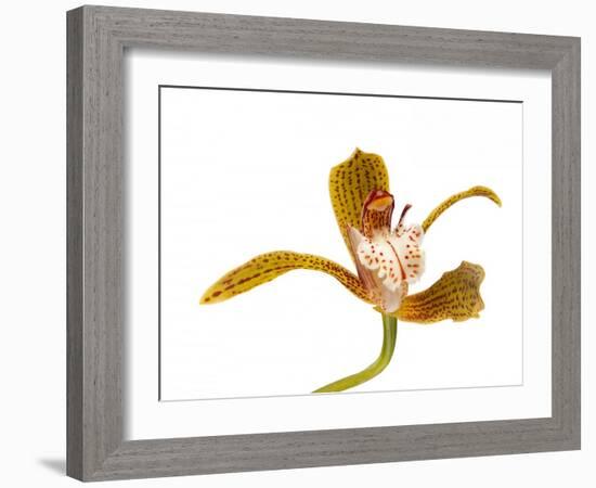 Cymbidium Tracyanum1-Fabio Petroni-Framed Photographic Print