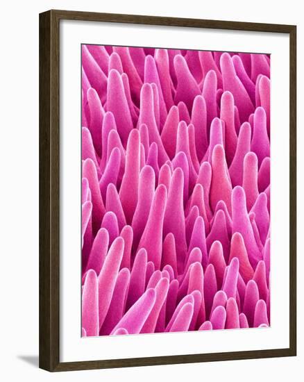 Cymbidum Orchid Petal-Micro Discovery-Framed Photographic Print