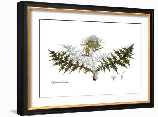 Cynara humilis, Flora Graeca-Ferdinand Bauer-Framed Giclee Print
